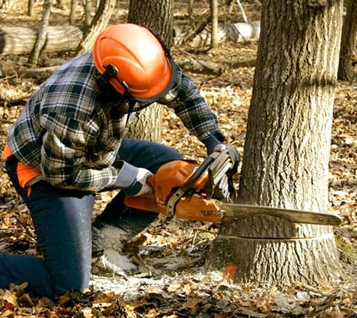 Tree Removal in Milan, NH